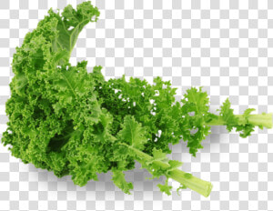 Free Png Kale Png Images Transparent   Kale Png  Png Download