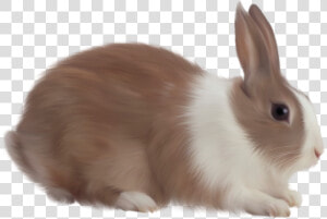 Easter Bunny Rabbit   Rabbit Png  Transparent Png