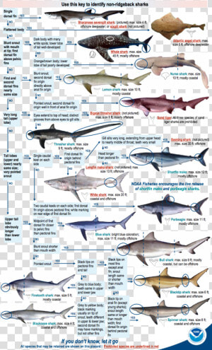 Shark Identification Chart  HD Png Download