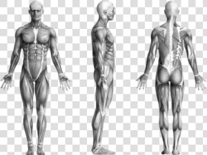 Human Muscles   Human Body  HD Png Download