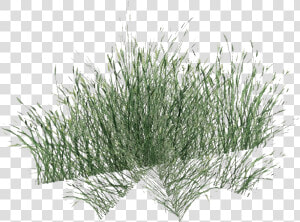 Long Grass Png Pic   Transparent Beach Grass Png  Png Download