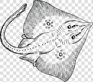 Manta Ray Clipart Transparent   Stingray Clipart Black And White  HD Png Download