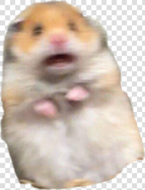  hamster  meme  freakout  freaking  hamstermeme  HD Png Download