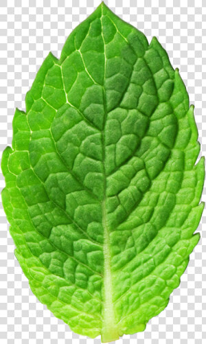 Mint Leaves Mint Texture  HD Png Download