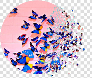  butterfly  butterflies  pink  blue  nature  pinkaesthetic   Aesthetic Design Aesthetic Butterfly  HD Png Download