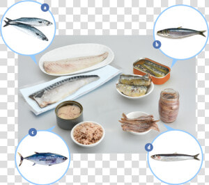 Examples Of Fish Which Contain Elevated Levels Of Naturally   Ceramic  HD Png Download