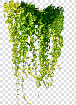  ftestickers  greenery  ivy  hanging  green   Ivy Vine Png  Transparent Png