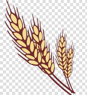 Wheat Collection Of Clipart Images In Transparent Png   Ear Of Wheat Clipart  Png Download