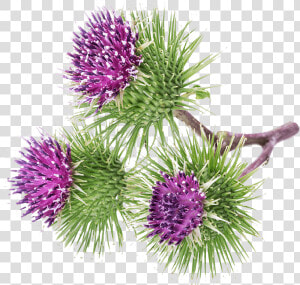 Greater Burdock   Bardana Png  Transparent Png