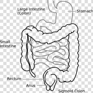 Large Intestine And Small Intestine Diagram   Png Download   Large Intestine In A Rat  Transparent Png