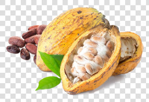 Cacao Png  Transparent Png