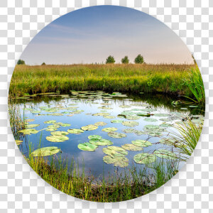 Picture   Freshwater Marsh  HD Png Download