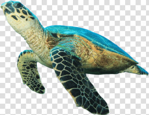 Sea Turtle No Background   Png Download   Transparent Sea Turtle Png  Png Download