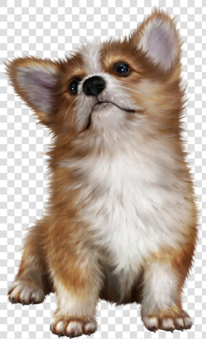 Pomeranian  HD Png Download