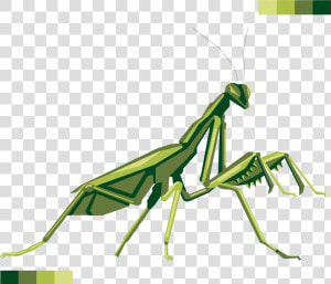 Mantis   Transparent Praying Mantis Png  Png Download