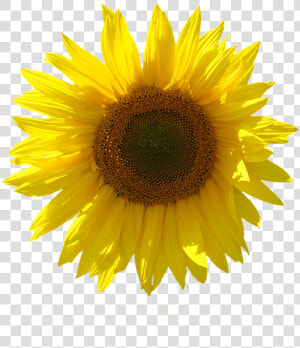 Girasol  Aislado  Fondo Transparente  Cerrar  Sun   Sunflower  HD Png Download