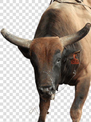 Legit Bull  HD Png Download