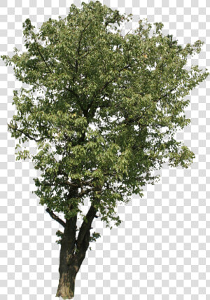 Beech Tree Png  Transparent Png