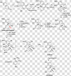 Gates Synthesis   Morphine Synthesis  HD Png Download