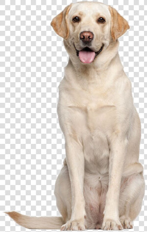 Labrador Retriever Png High quality Image   Labrador Adult  Transparent Png