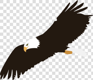 Soaring Bald Eagle Vector Clipart Image   Bald Eagle Flying Clip Art  HD Png Download