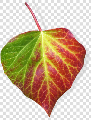 Leaf  Ivy  Transparent Background  Green And Red Leaf   Leaf  HD Png Download