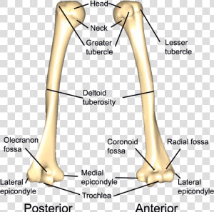 Left Humerus  HD Png Download