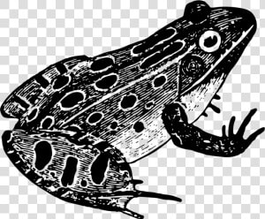 Northern Leopard Frog toad true Frog   Black And White Frog Png  Transparent Png