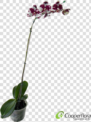 Orquidea Phalaenopsis Branca Png  Transparent Png