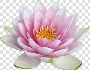 Lotus Png Image   Lotus  png  Transparent Png