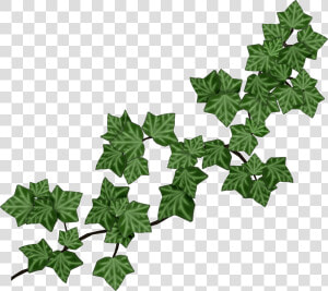 Transparent Ivy Vine Png   Ivy Clip Art  Png Download