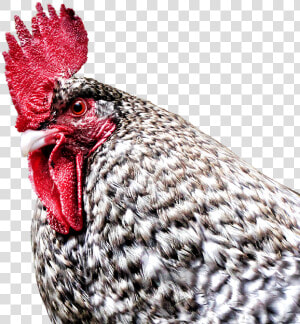 Gockel  Hahn  Hen  Dangerous  Farm  Poultry  Bird   Rooster  HD Png Download