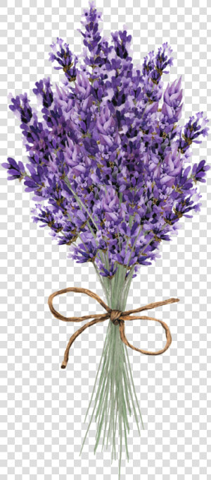 Clip Art Lavender Flower   Lavender Flower Paintings  HD Png Download