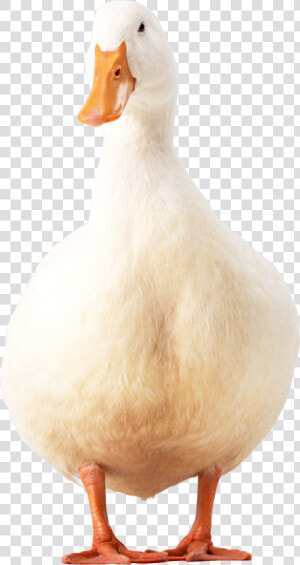 Free Download Of Duck Transparent Png File   Pekin Duck Png  Png Download