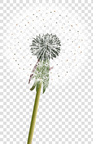 Dandelion Clipart Transparent Tumblr   Karahindiba Duvar Kağıdı  HD Png Download