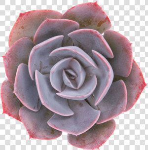 Echeveria Dusty Rose  HD Png Download