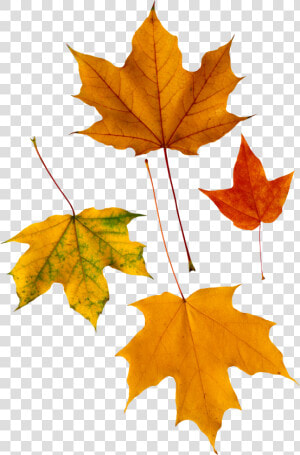 Autumn Png Leaf   Yağlı Boya Çınar Yaprağı Tablo  Transparent Png