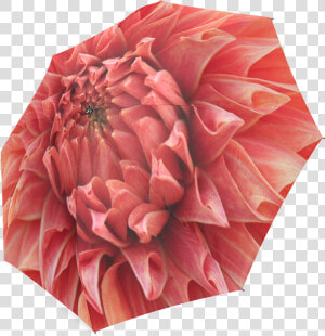 Bright Red Dahlia Flower Foldable Umbrella  HD Png Download