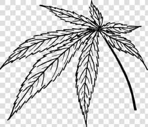 Line Art plant flora   Cannabis Line Drawing  HD Png Download