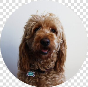 Ivybio   Labradoodle  HD Png Download