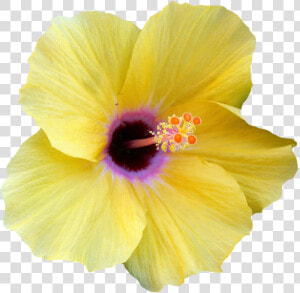 Transparent Hibiscus Border Png   Yellow Transparent Hibiscus Flower  Png Download