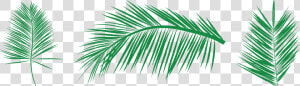 Transparent Needle And Thread Clipart   Free Vectors Palm Leaf  HD Png Download