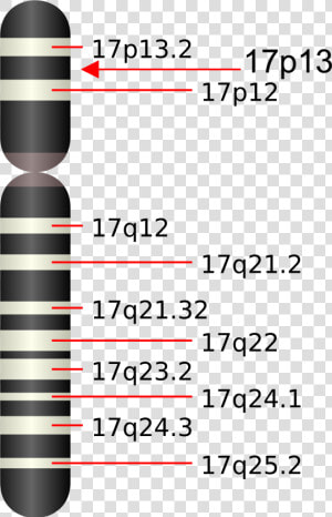 Chromosome 17q25  HD Png Download