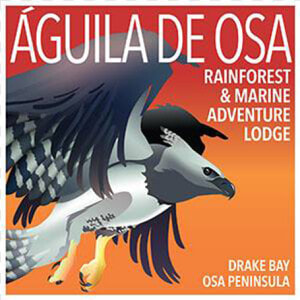 Águila De Osa Logo  HD Png Download