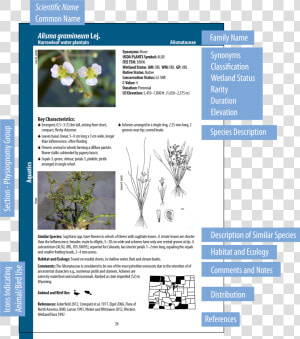 Identification Guide To Common Wetland Plants  HD Png Download