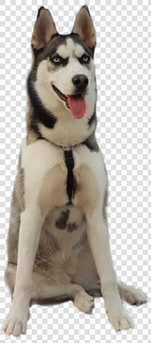 Sticker Challenge Husky Animaleye Dog   Mackenzie River Husky  HD Png Download