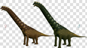 Brachiosaurus 3 Conifer   Brachiosaurus  HD Png Download