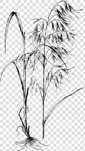 Line Art plant flora   Avena Fatua Drawing  HD Png Download