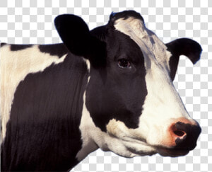 Cow Png Image   Cow Face Png  Transparent Png