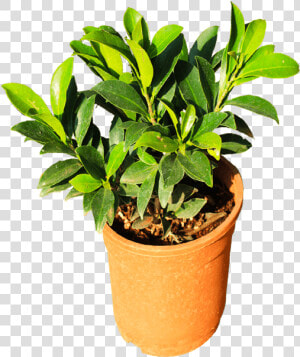 Flowerpot  HD Png Download